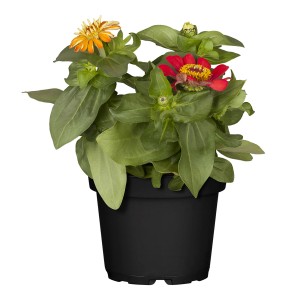 Zinnie Trio im Topf (Ø 17cm) mit orangefarbenen und roten Blüten.