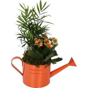 Flammendes Käthchen Arrangement in orangefarbener Gießkanne mit Bergpalme, Topfgröße ca. 12cm.