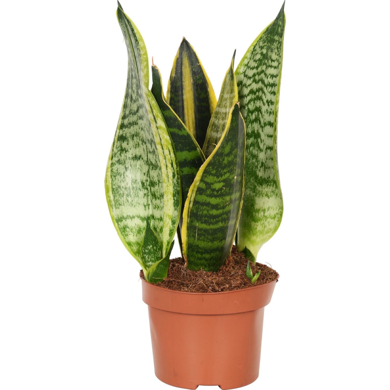 sansevieria solid gold Snake Plant Sansevieria Gold Flame - Air-purifying, Easy to Care Plant