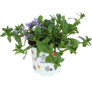 Fächerblume Summer Survivors im Topf, blau-violette Sommerpflanze für sonnige Standorte.