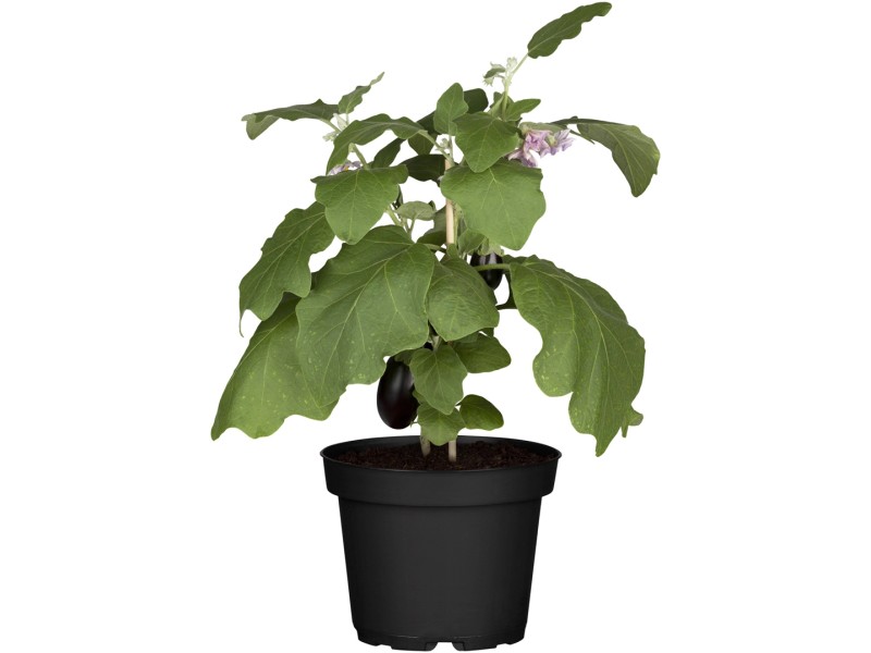 30+ Blumen Bei Obi, Jetzt bei heyobi registrieren &amp; teilnehmen: