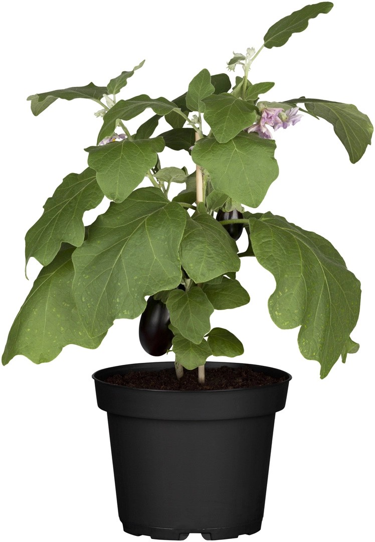 GROW by OBI AuberginenPflanze TopfØ ca. 12 cm Solanum melongena