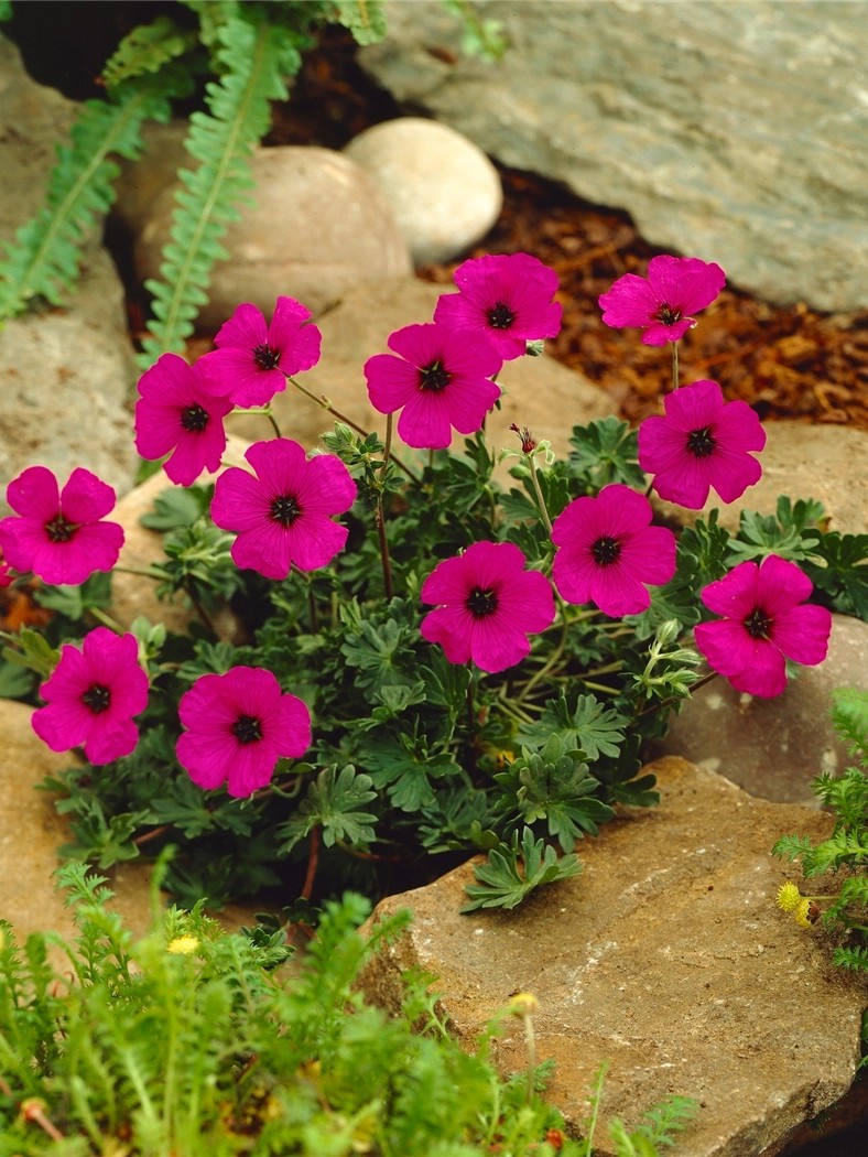 OBI GartenStorchschnabel Rosa TopfØ ca. 9 cm x 9 cm Geranium kaufen