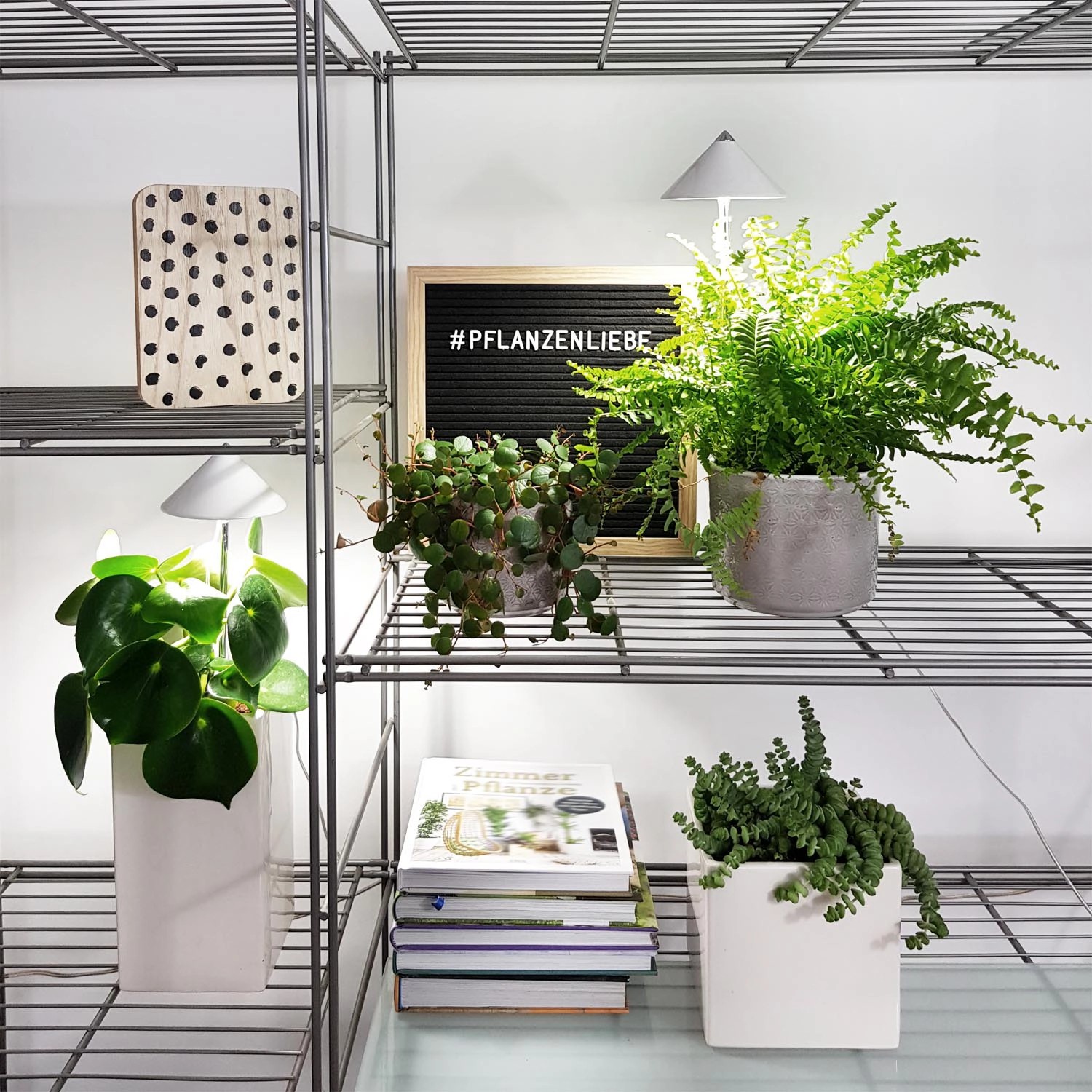 Pflanzenregal mit LED-Pflanzenlampe Sunlite 7W von Parus by Venso, Zimmerpflanzen in Töpfen und Deko.