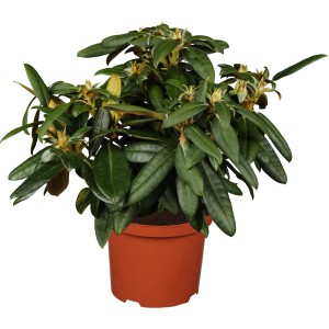 OBI Yaku-Rhododendron Golden Torch im 5 l Topf, ca. 20-30 cm hoch, mit grünen Blättern und gelben Blütenknospen.