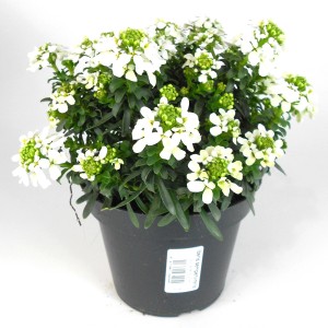 GROW by OBI Immergrüne Schleifenblume Höhe ca. 23 cm Iberis sempervirens