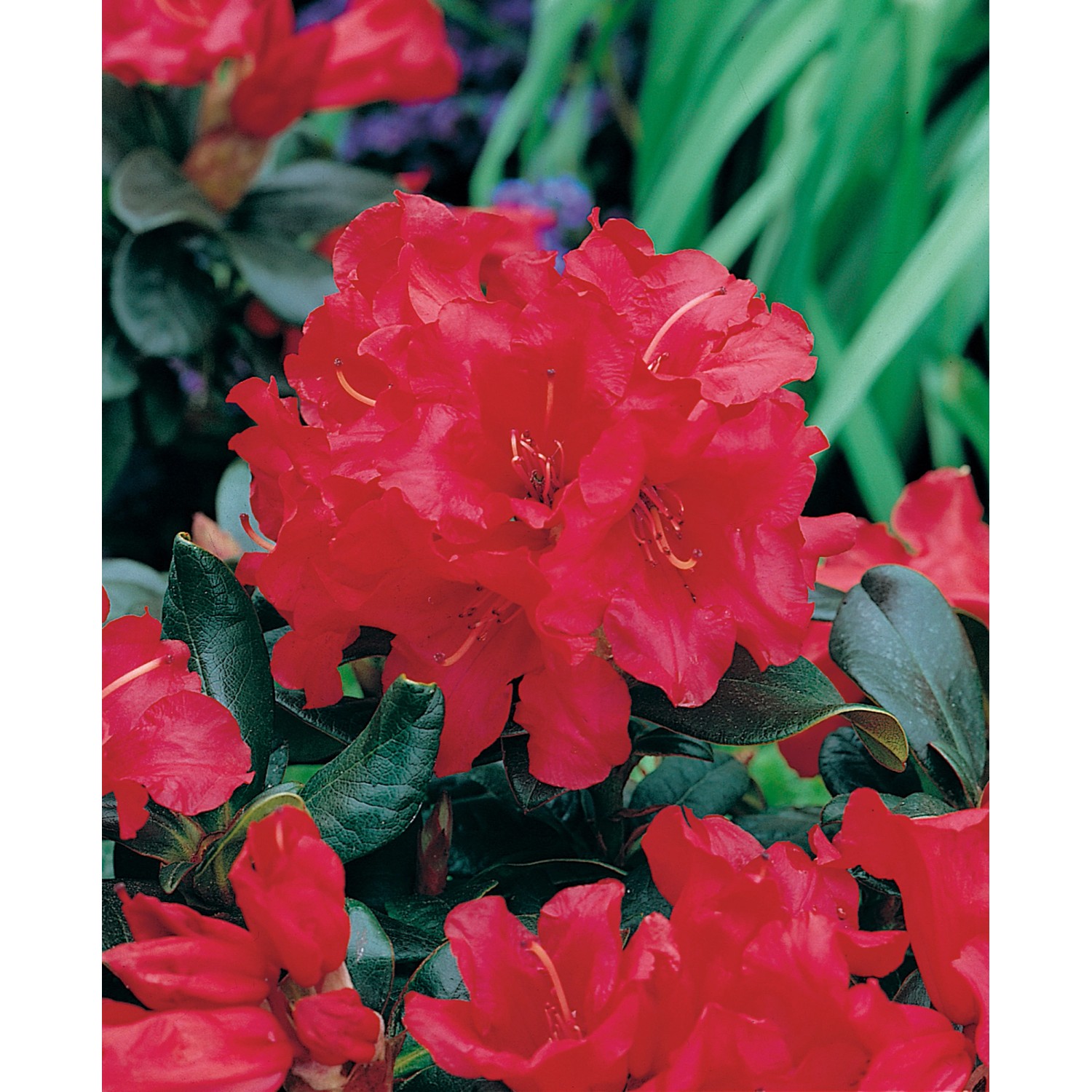 OBI Rhododendron "Brisanz" Rot Höhe ca. 20 30 cm Topf ca. 4 l