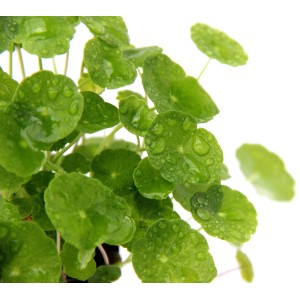 Nahaufnahme der Aquariumpflanze Dennerle Hydrocotyle Leucocephala mit runden, grünen Blättern.