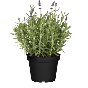 Lavendel "Spear Blue" Blau Topf-Ø ca. 13 cm Lavandula augustifolia