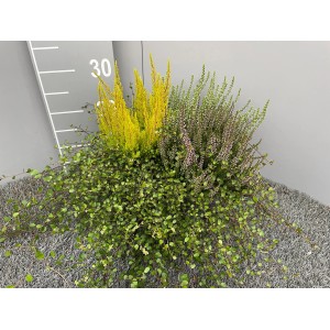 Kübelpflanzen Mix: Heide (Calluna vulgaris) und Mühlenbeckia im Topf, ca. 19 cm Ø.