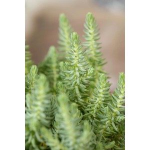 Grüner, scharfer Mauerpfeffer (Sedum) im Topf, geeignet für Steingärten.