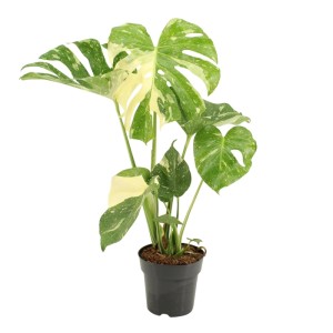 Monstera Thai Constellation im Topf, grüne Zimmerpflanze mit weiß-gelber Musterung.