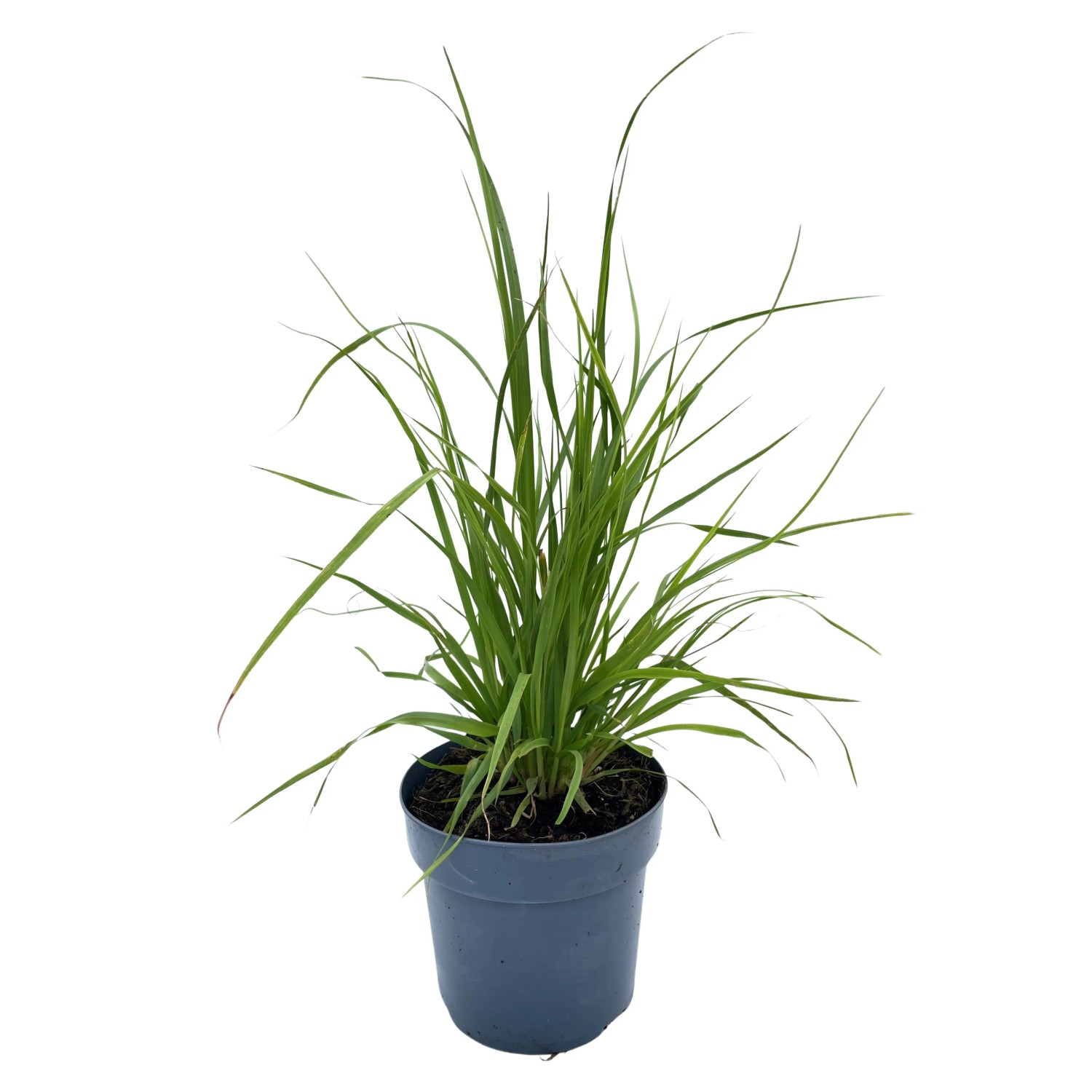 Hohes Pampasgras Cortaderia selloana Rosea T14 kaufen bei OBI