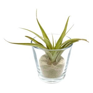 Tillandsie im Zylinderglas, ca. 8 cm. Dekorative Aufsitzerpflanze im Glasgefäß mit Sand.