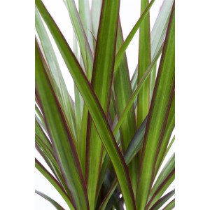 Detailaufnahme des Drachenbaums (Dracaena marginata) mit seinen typischen, rot geränderten Blättern.