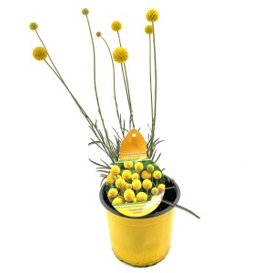 GROW by OBI Trommelstöckchen (Craspedia globosa) im gelben Topf, ca. 35 cm hoch.