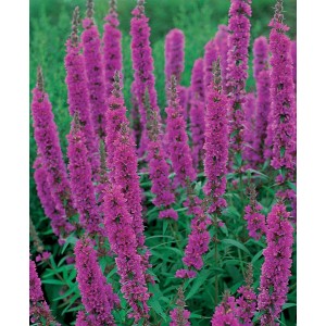 Blutweiderich Rosa: Sumpfpflanze mit leuchtend pinkfarbenen Blütenständen im Topf.