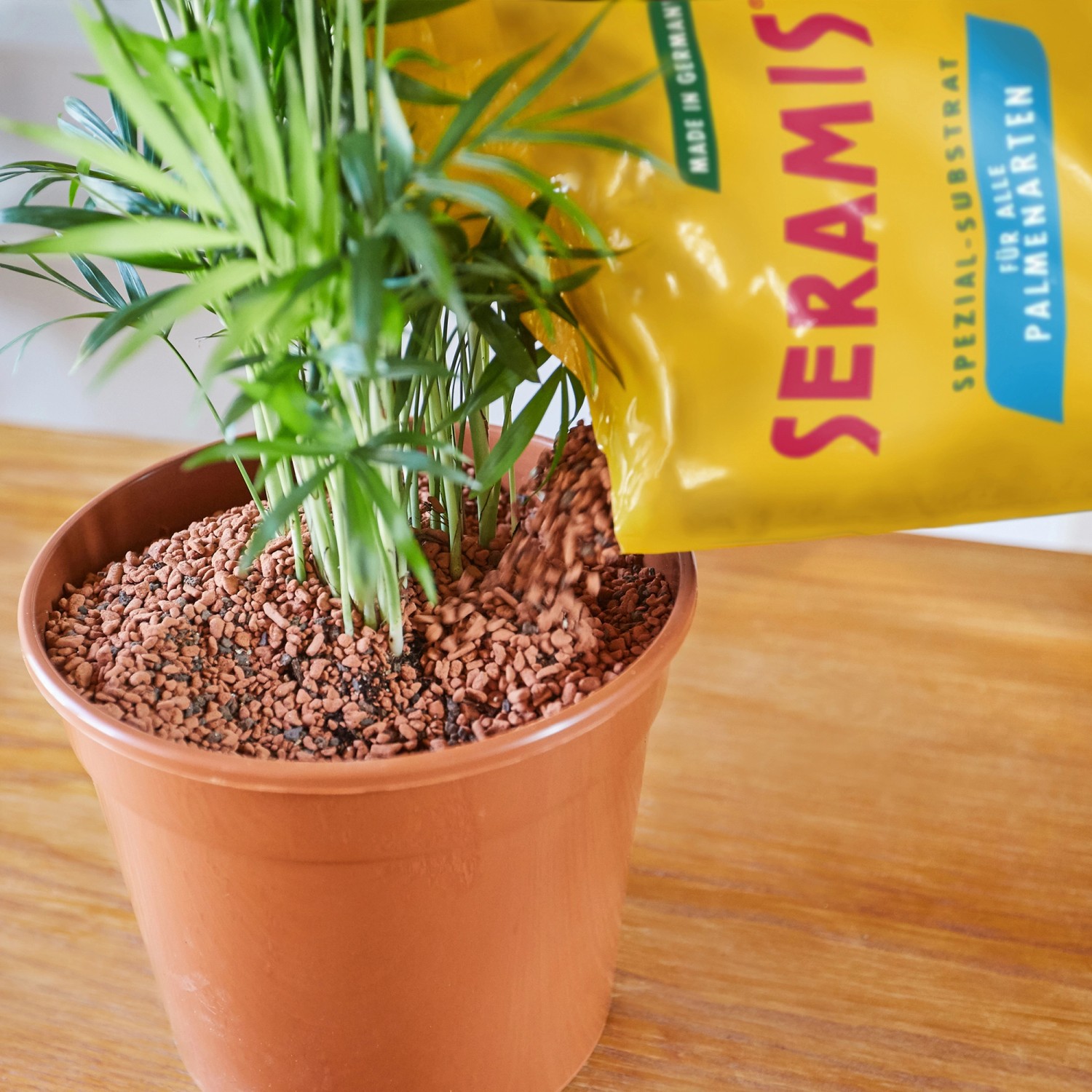 Seramis Spezial-Substrat für Palmen wird in einen Topf mit einer Palme gefüllt.