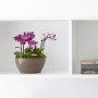 Artevasi San Remo Pflanzschale, Ø 23 cm, weiß, mit lila Orchideen auf einem Regal.
