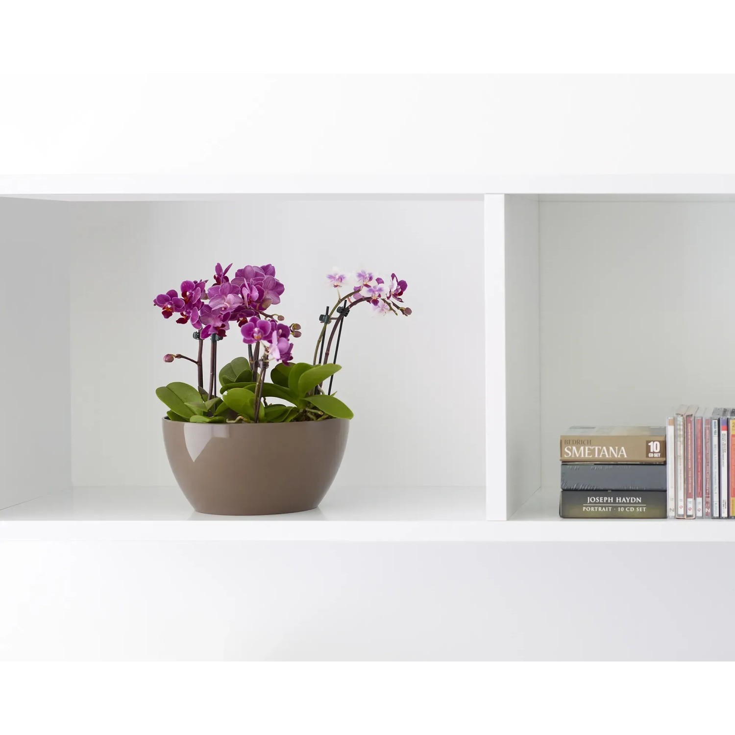 Artevasi San Remo Pflanzschale, Ø 23 cm, weiß, mit lila Orchideen auf einem Regal.