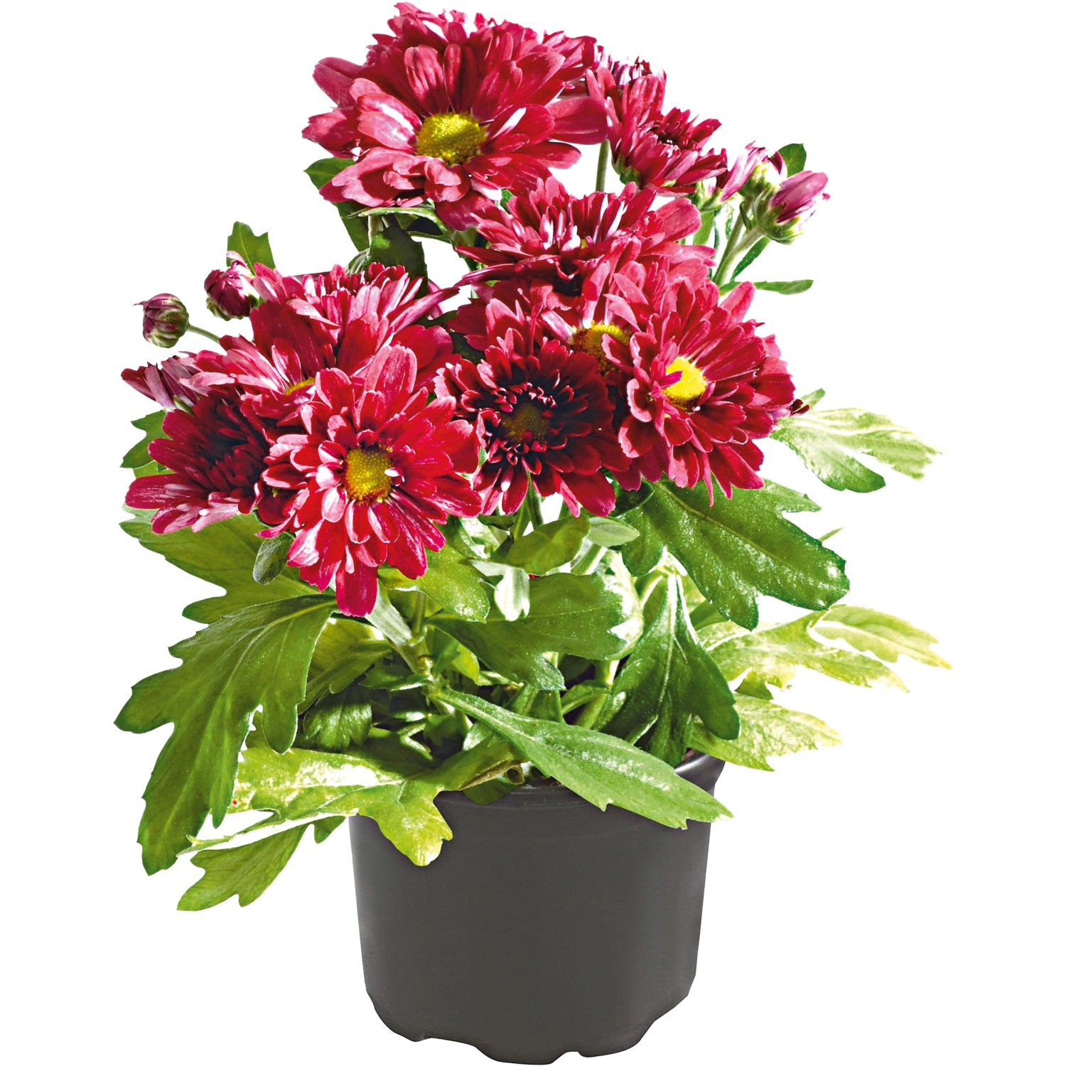 Chrysantheme 1Trieber TopfØ ca. 11 cm Chrysanthemum kaufen bei OBI