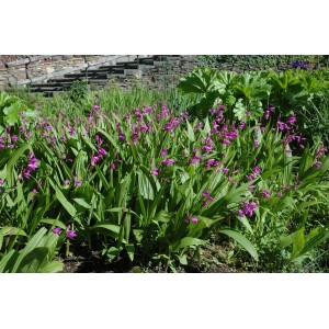 Gartenorchidee Bletilla var. Paris Penway mit lila Blüten im Beet.