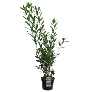 Kirschlorbeer Höhe ca. 100 cm Topf ca. 10 l Prunus laurocerasus