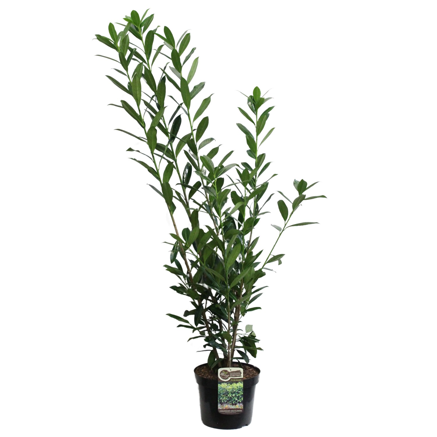 Kirschlorbeer Hhe ca. 100 cm Topf ca. 10 l Prunus laurocerasus kaufen bei  OBI