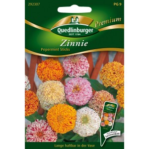 Quedlinburger Zinnien Pepermint Sticks Saatgut mit bunten, gestreiften Zinnienblüten.