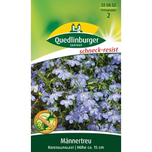Samenpackung Quedlinburger Männertreu 'Kristallpalast', blaue Sommerblume für Beet und Balkon.