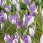 Blühende Krokusse 'Whale Shark' in Blau-Weiß, eine frühe Zierde für Garten und Balkon.