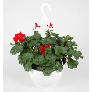 Geranie Ampel (Pelargonium peltatum) mit roten Blüten im weißen Topf, ca. 25 cm Ø.