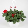 Geranie Ampel (Pelargonium peltatum) mit roten Blüten im weißen Topf, ca. 25 cm Ø.