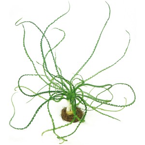 Dennerle Crinum Calamistratum Aquariumpflanze mit langen, gekräuselten Blättern.