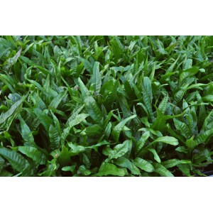 Nahaufnahme der Aquariumpflanze Microsorum Pteropus (Javafarn) von Dennerle Plants, grüne Blätter.