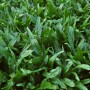 Nahaufnahme der Aquariumpflanze Microsorum Pteropus (Javafarn) von Dennerle Plants, grüne Blätter.