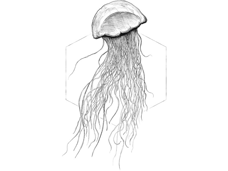 Komar Wandbild Jellyfish White 30 kaufen bei cm x OBI 40