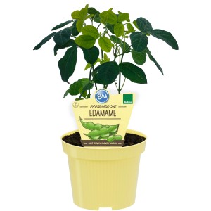 Blu Bio-Edamame im Topf, ca. 12cm. Sojabohnenpflanze im gelben Topf.