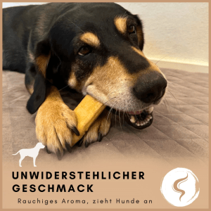 Hund kaut auf gelbem Supravit Yak Kaukäse Größe L. Robuster Kauknochen für langanhaltenden Kauspaß.