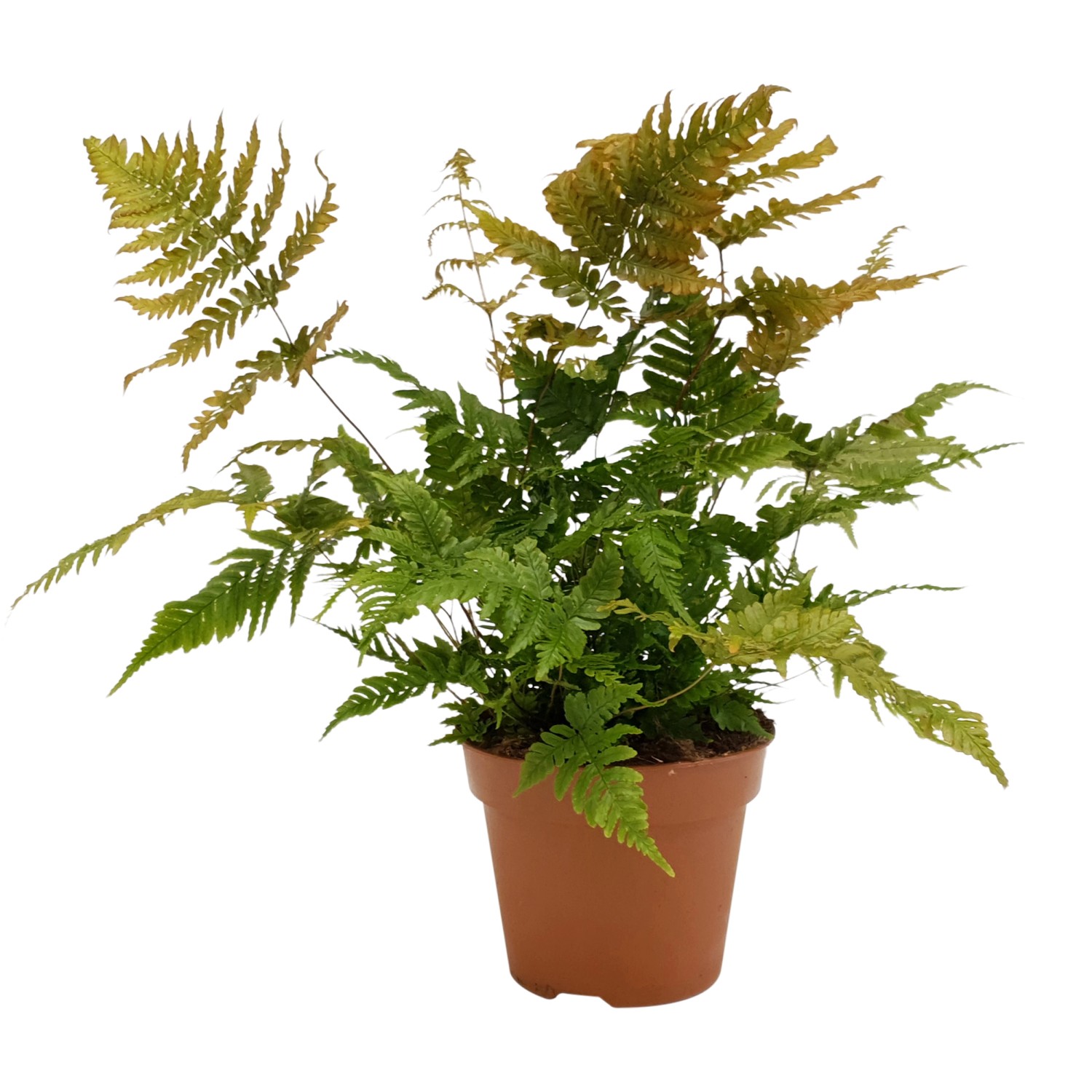 Farn in Sorten, ca. 45-55 cm hoch, im braunen Topf (Ø ca. 17 cm).