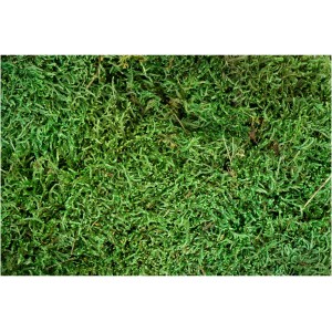 My Village Flaches Moos Grün, 500g, für Weihnachtsdeko und Modellbau.