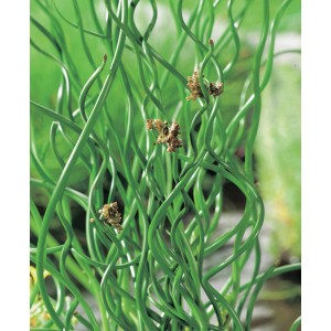 Korkenzieher Binse (Juncus effusus spiralis) mit spiralförmigen, grünen Trieben im Topf.