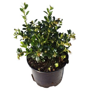 Preiselbeere Fireball im 1L Topf, ca. 10-20cm hoch. Beerenstrauch mit grünen Blättern und weißen Blüten.