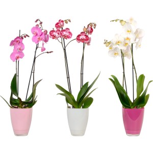 Schmetterlings-Orchidee 2-Trieber im Glas-Gefäß Topf-Ø ca. 12 cm