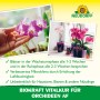 Neudorff BioKraft Vitalkur für Orchideen: Orchideen in Nahaufnahme, gesundes Wachstum und Blütenpracht.