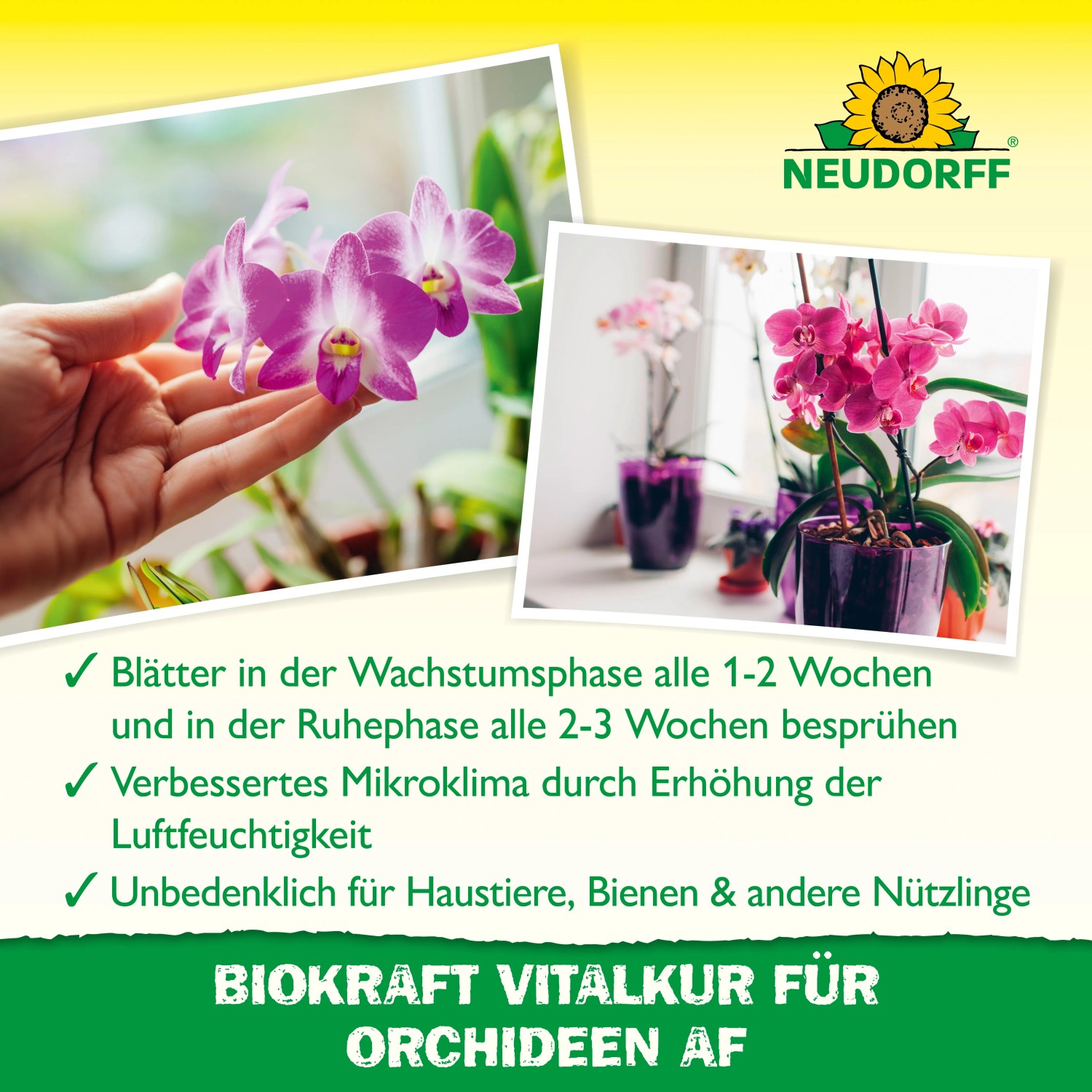 Neudorff BioKraft Vitalkur für Orchideen: Orchideen in Nahaufnahme, gesundes Wachstum und Blütenpracht.