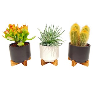 Sukkulenten- und Kakteen-Sortiment im Keramiktopf mit Holzgestell, verschiedene Ausführungen.