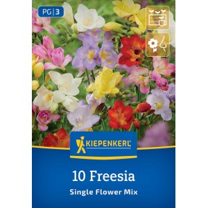 Kiepenkerl Blumenzwiebeln Freesien Mischung ungefüllte Blüte