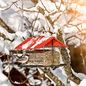 Vogelfuttersilo Ranch mit rotem Dach und Futter, aufgehängt an einem verschneiten Baum, mit Vogel.