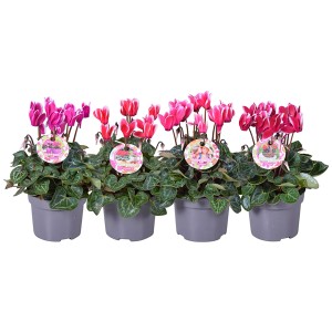 Alpenveilchen Fantasia lila-weiß im Topf, verschiedene Farben. Balkonpflanze für den Herbst.